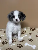 Susie, a female Cavapoo and Poodle - Toy  for sale in Attleboro, MA – Photo 2 of 3