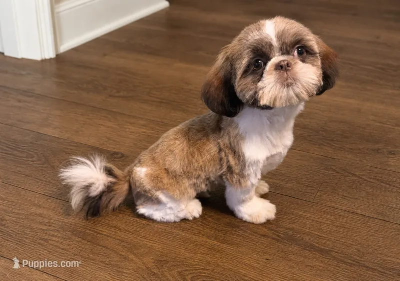Giorgio – Shih Tzu puppy for sale in Attleboro, MA