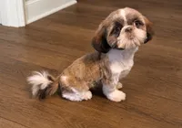 Giorgio, a male Shih Tzu for sale in Attleboro, MA – 1 of 1