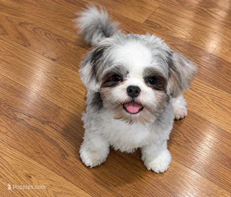 Armani – Shihpoo, Shih Tzu puppy for sale in Attleboro, MA