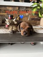 Bruno, a male Dachshund for sale in Sacramento, CA – Photo 1 of 3