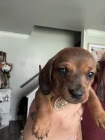 Bruno, a male Dachshund for sale in Sacramento, CA – Photo 2 of 3