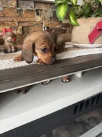 Bruno, a male Dachshund for sale in Sacramento, CA – Photo 3 of 3