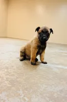 2 FREE lessons , a  Belgian Malinois for sale in Meriden, CT – 3 of 10
