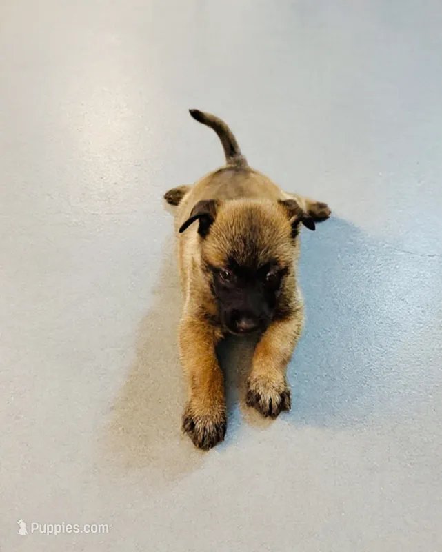 2 FREE lessons  – Belgian Malinois puppy for sale in Meriden, CT