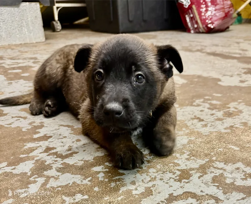 1 FREE lessons  – Belgian Malinois puppy for sale in Meriden, CT