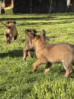 No name , a  Belgian Malinois for sale in Meriden, CT – 2 of 10