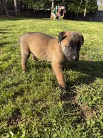 No name , a  Belgian Malinois for sale in Meriden, CT – 9 of 10