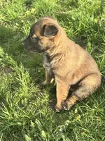 No name , a  Belgian Malinois for sale in Meriden, CT – 1 of 10