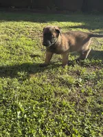 No name , a  Belgian Malinois for sale in Meriden, CT – 7 of 10
