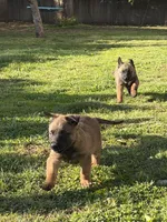 No name , a  Belgian Malinois for sale in Meriden, CT – 3 of 10