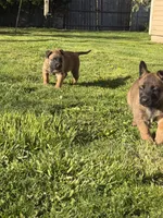 No name , a  Belgian Malinois for sale in Meriden, CT – 4 of 10