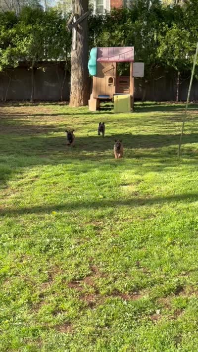 No name , a  Belgian Malinois for sale in Meriden, CT – 8 of 10