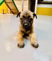2 FREE lessons , a  Belgian Malinois for sale in Meriden, CT – 2 of 10