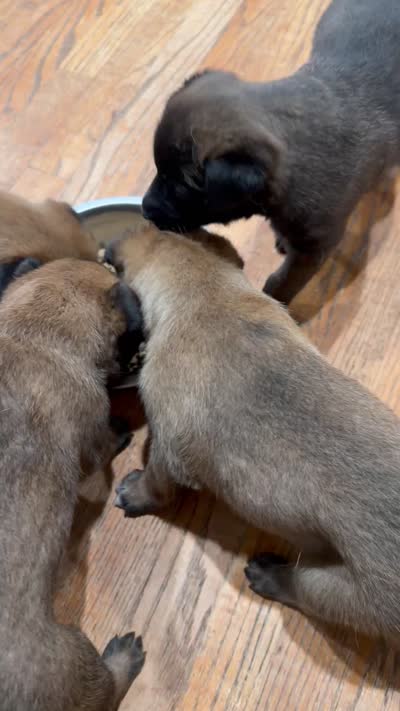 No name , a  Belgian Malinois for sale in Meriden, CT – 10 of 10