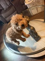 Mozy , a male Poodle - Toy  for sale in Little Rock, AR – 2 of 4