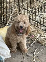 Mozy , a male Poodle - Toy  for sale in Little Rock, AR – 3 of 4