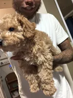 Mozy , a male Poodle - Toy  for sale in Little Rock, AR – 4 of 4