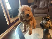 Mozy , a male Poodle - Toy  for sale in Little Rock, AR – 1 of 4