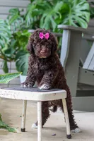 Penny, a female Portuguese Water Dog for sale in Millersburg, OH – 2 of 6