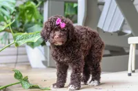 Penny, a female Portuguese Water Dog for sale in Millersburg, OH – 5 of 6