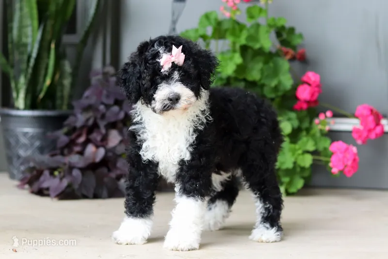 Petunia – Portuguese Water Dog puppy for sale in Millersburg, OH