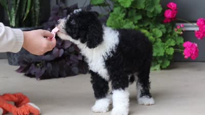 Petunia, a female Portuguese Water Dog for sale in Millersburg, OH – 7 of 7