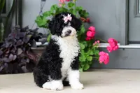 Petunia, a female Portuguese Water Dog for sale in Millersburg, OH – 2 of 7