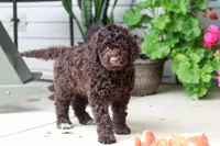 Polly, a female Portuguese Water Dog for sale in Millersburg, OH – 6 of 9