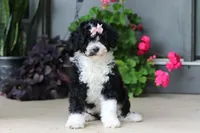 Petunia, a female Portuguese Water Dog for sale in Millersburg, OH – 6 of 7