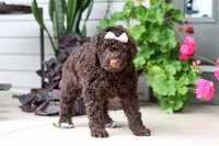 Polly, a female Portuguese Water Dog for sale in Millersburg, OH – 4 of 9