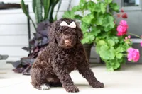 Polly, a female Portuguese Water Dog for sale in Millersburg, OH – 7 of 9