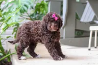 Penny, a female Portuguese Water Dog for sale in Millersburg, OH – 3 of 6