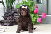Polly, a female Portuguese Water Dog for sale in Millersburg, OH – 2 of 9