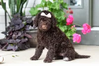 Polly, a female Portuguese Water Dog for sale in Millersburg, OH – 5 of 9