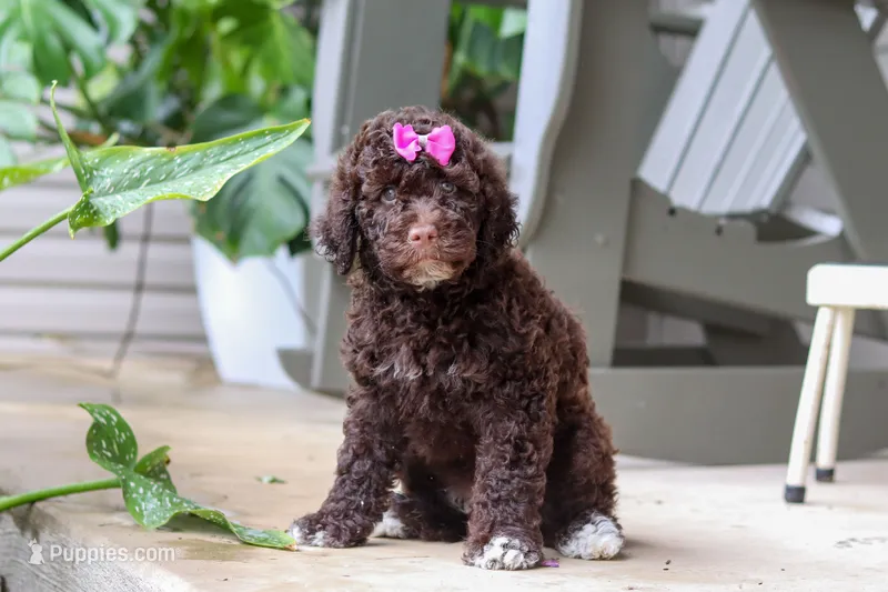 Penny – Portuguese Water Dog puppy for sale in Millersburg, OH