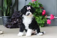 Petunia, a female Portuguese Water Dog for sale in Millersburg, OH – 3 of 7
