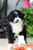 Petunia, a female Portuguese Water Dog for sale in Millersburg, OH – 4 of 7