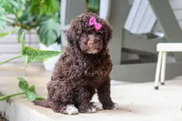 Penny, a female Portuguese Water Dog for sale in Millersburg, OH – 4 of 6