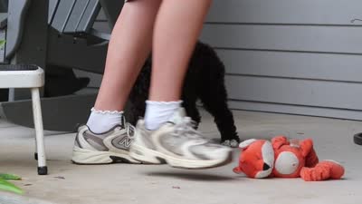 Penny, a female Portuguese Water Dog for sale in Millersburg, OH – 6 of 6