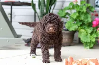 Polly, a female Portuguese Water Dog for sale in Millersburg, OH – 8 of 9