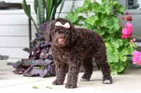 Polly, a female Portuguese Water Dog for sale in Millersburg, OH – 3 of 9