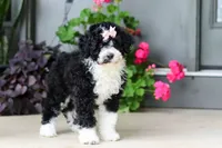 Petunia, a female Portuguese Water Dog for sale in Millersburg, OH – 5 of 7