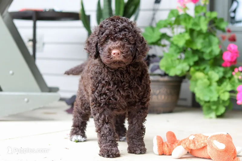 Polly – Portuguese Water Dog puppy for sale in Millersburg, OH