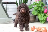Polly, a female Portuguese Water Dog for sale in Millersburg, OH – 1 of 9