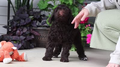Polly, a female Portuguese Water Dog for sale in Millersburg, OH – 9 of 9