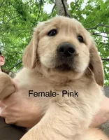 Pink, a female Golden Retriever for sale in Hutto, TX – Photo 1 of 6