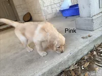 Pink, a female Golden Retriever for sale in Hutto, TX – Photo 5 of 6