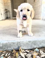 Pink, a female Golden Retriever for sale in Hutto, TX – Photo 2 of 6