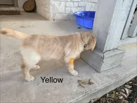 Yellow , a female Golden Retriever for sale in Hutto, TX – Photo 5 of 7